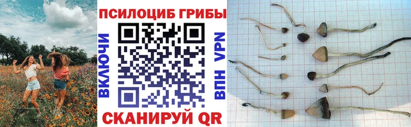 как найти закладки  Саров  Псилоцибиновые грибы прущие грибы 